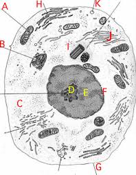 The short answer to this question is: Questions And Answers On Labeled Unlebled Diagrams Of A Human Cell Unlabeled Digestive System Diagram Without Labels News Word Which Area Part Give Its Name And The Number Given On The