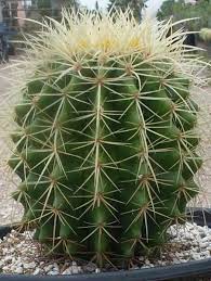 Golden Barrel Cactus Golden Barrel Cactus Barrel Cactus Cacti And Succulents