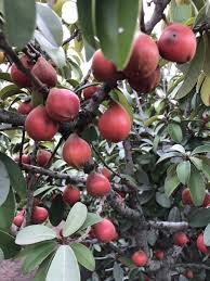 Image result for Englerodendron