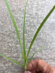 Nutsedge really shows up when the preemergence herbicides do a good job, eliminating competition from other vegetation. Is This A Weed I Need To Kill Control Green Thumbs Rachio Community