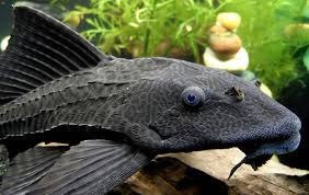 Il existe une grande variété de poissons endémiques aux eaux la femelle adulte est de plus grosse taille, mais elle a des ailettes plus petites et moins volumineuses. Ce Qu Il Faut Savoir 10 Poissons De Grande Taille A Eviter Fluval Canada