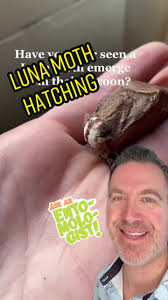How to Tell If My Luna Moth Cocoon Is Still Alive