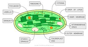 Difference between plant cell and animal cell. Structure Of Eukaryotic Cells Aqa As Biology Revision Notes