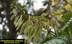 Image result for Peltophorum dubium