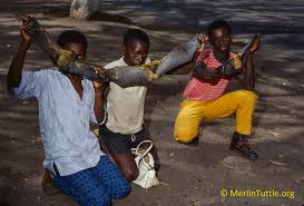 Ebola virus disease (evd) is a rare but serious disease caused by infection of the ebola virus. Update Ebola Virus Researchers Considering Alternative Reservoir Hypotheses Bats Unlikely Merlin Tuttle S Bat Conservation