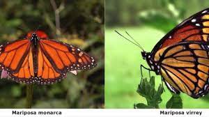 Documental Mariposa Monarca 402 Youtube