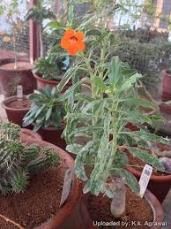 Image result for Pterodiscus elliottii