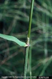 Image result for Anthoxanthum nivale