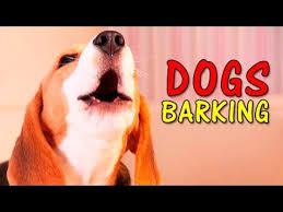 Puppy sounds sound that makes dog tilt head left & right (guaranteed ). Dogs Barking Loudly 12 Dog Barking Sounds To Make Your Dog Go Crazy Hd Youtube Dog Barking Dog Sounds Dogs