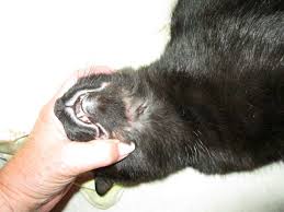 Natural Remedies For Rodent Ulcer Critter Corner With Alissa Wolf