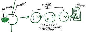 Basic Steps Of Signal Transduction Pathway A Study In Chartreuse Science Notes Signal Transduction A Level Biology
