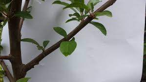 Greater than 1 inch long; 7 Secrets To Growing Fruit Trees In Containers Homesteading