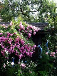 Paradiesvogel Im Gartenparadies Outdoor Idead Garden Beautiful Gardens Und Gardening Books