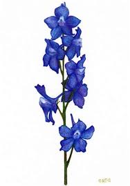 In many cases, people will use this tattoo to symbolize rebirth or metamorphosis as it has been known since ancient times that after the seed pod opens, each petal of the flower will fold upward. Birth Flower Tattoo Aster Shefalitayal