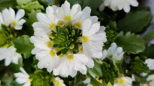 Image result for Scaevola