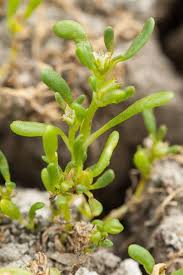 Image result for Cynanchum praecox