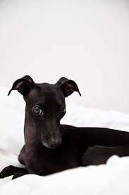 Black And White Greyhound Puppy Image Result For All Black Italian Greyhound Italian Greyhound Grey Hound Dog Dogs