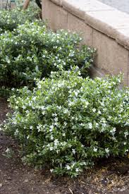 Cuphea Hyssopifolia Monga Itsy Bitsy White False Heather Monrovia Front Yard Plants Shrubs For Landscaping Front Yard Landscaping Design