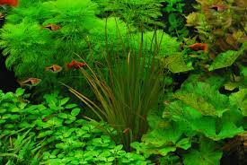 Blyxa Aubertii Aquatic Plants Planted Aquarium Aquascaping Plants