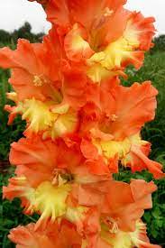 Our Favorite Flowers Gladiolus In 2021 Beautiful Flowers Gladiolus Flowers