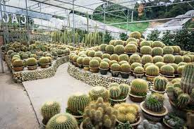 It is approximately 85km from ipoh or about 200km from kuala lumpur. Cactus Valley