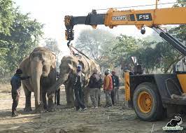 A blind elephant is rescued and transferred to a secure park