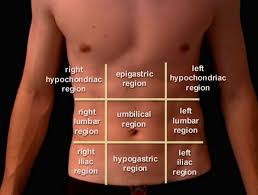 Pin On Anatomy