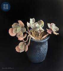 echeveria meridian 女王花笠 2020 4 23