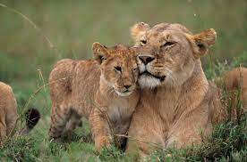 How Do Lions Care For Their Young?