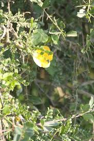 Image result for Abutilon sonneratianum