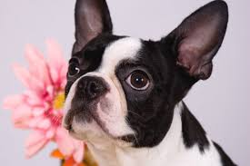 This intersection is affectionately known as the bugg. How Much Do Boston Terriers Cost Adoption Vs Breeders