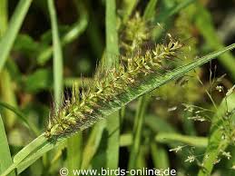 Image result for Setaria verticillata