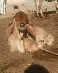 Pure Brahman Baby Dairy And Cattle Buy N Sell Facebook
