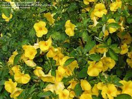 Put in the plants, flowers, and ornamentals you have in your garden and the app will generate a digital care calendar that will notify you about what your these are some of the best gardening apps we chose to accompany the best plant identification apps we reviewed. Plant Identification Closed Perennial With Yellow Flowers 1 By Dalethegardener