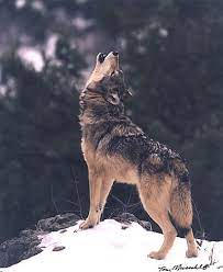 Wolf Howling Wolf Dog Wolf Photography Wolf Howling