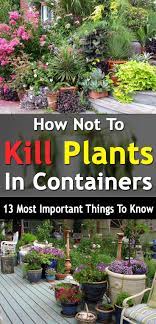 How Not To Kill Plants In Containers 13 Most Important Things To Know Garden Containers Plants Container Plants