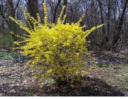 Forcing Forsythia Branches To Flower Indoors In Winter Cliff Lamere