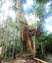 The wood is very resistant and difficult to work, but has been widely used for railway sleepers, in civil and naval construction, cabinetwork and joinery (da silva et al. Dinizia Excelsa Ducke Native To Brazil Amazon True Red Angelim Its Height Reaches Up To 60 M And Its Diameter 200 Cm Flowers Whi Vermelho Pedras Gerson