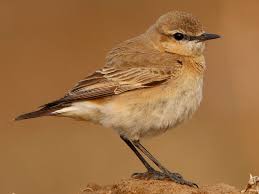 Image result for Isachne buettneri