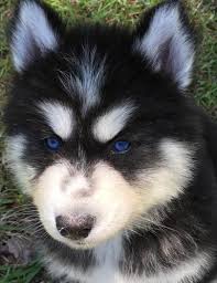 Our primary mission is to help dogs in immediate. Siberian Husky Puppy For Sale Adoption Rescue For Sale In Pensacola Florida Classified Americanlisted Com