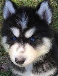 Huskies of florida in ocala has siberian husky puppies for sale. Siberian Husky Puppy For Sale Adoption Rescue For Sale In Pensacola Florida Classified Americanlisted Com