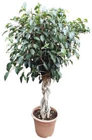 Image result for ficus benjamina en casa