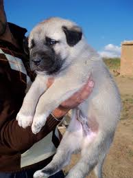 Kangal Yavrusu Kangal Ciftligi Kangal Yavru Satisi Kangal Kopegi Yavru Kopek Akbas