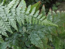 Image result for Davalliaceae