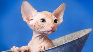They absolutely live to greet. Minskin Cat Easy To Follow Guide Expert S Advice
