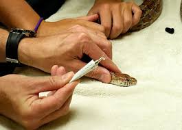 The also provide chemotherapy, ultrasound, acupuncture and herbal therapy, and boarding for pets in private rooms. The Triangle S Only 100 Exotic Animal Hospital