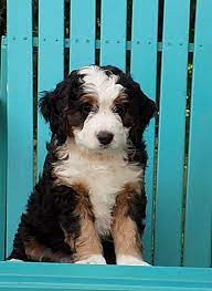 Miniature And Standard Bernedoodles For Sale Bernedoodle Puppy Puppies Bernedoodle