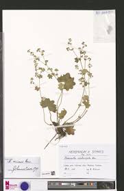 Image result for Dictyophleba ochracea