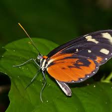 Image result for Polymixis polymita