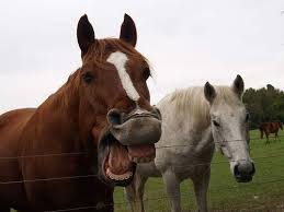 Check spelling or type a new query. How Much Does Horse Teeth Floating Cost Howmuchisit Org